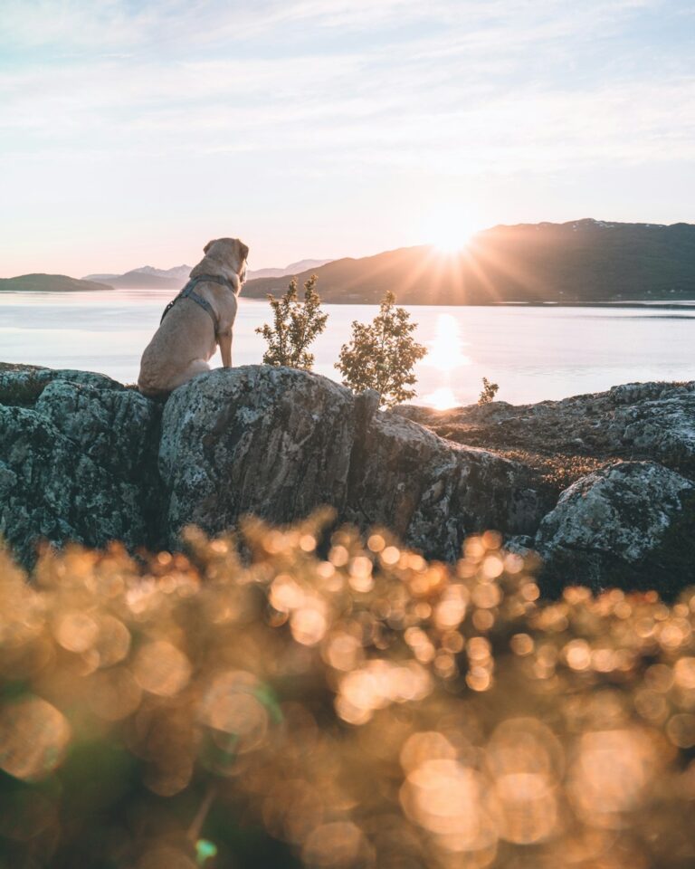 A person gently holding a pet’s collar beside a patch of wildflowers, with soft sunlight in the background.