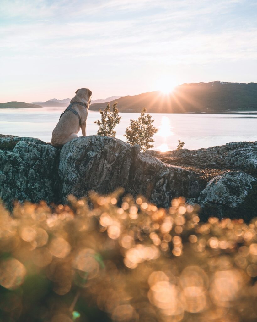 A person gently holding a pet’s collar beside a patch of wildflowers, with soft sunlight in the background.
