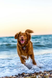 A caring adult places a pet’s ashes in a simple urn on a sunny home windowsill.