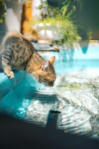 A person gently places a cat’s collar beside a memorial container on a quiet table.