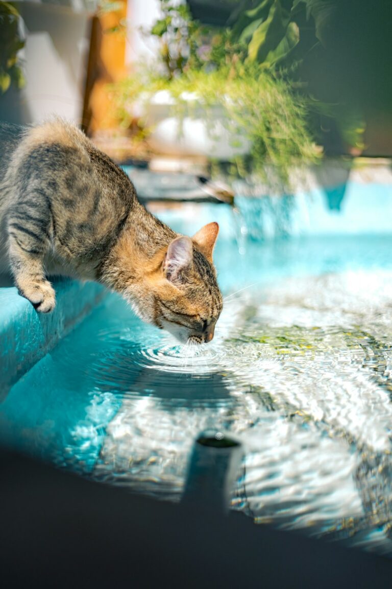 A person gently places a cat’s collar beside a memorial container on a quiet table.